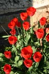 giardino2