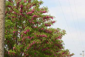 IMG_2301